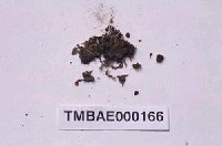 藏品(錫蘭鳳尾苔)的圖片